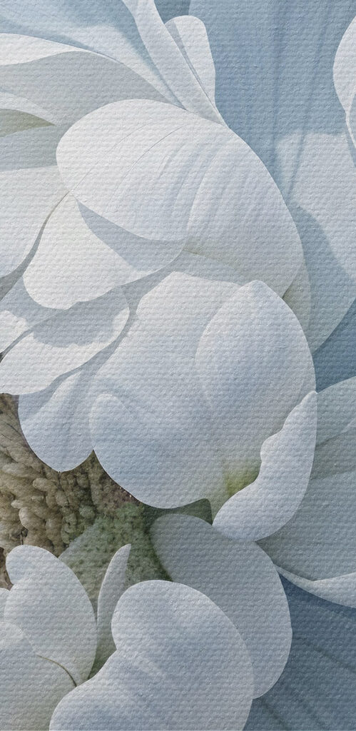 Delicate petals in soft hues