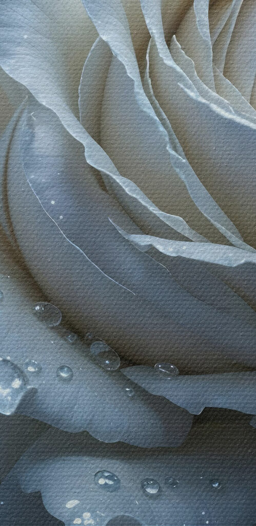 White rose with water drops on it White rose with water drops on it
