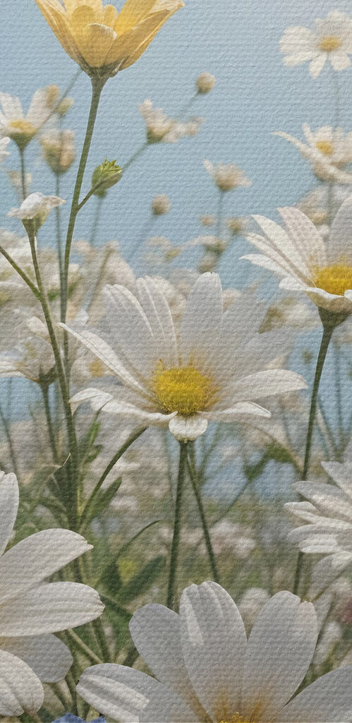 Group of butterflies flying over a field of flowers