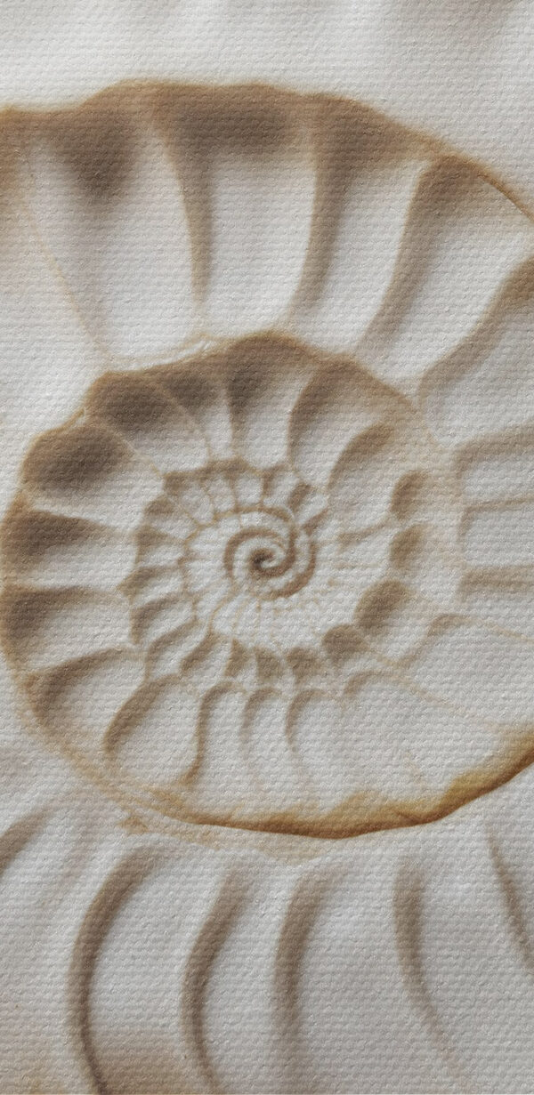 Elegáns spirális kagylóhéjminta, amely gyönyörűen megjelenik Elegáns spirális kagylóhéjminta, amely gyönyörűen megjelenik