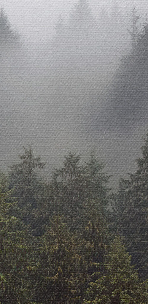 Group of trees with fog