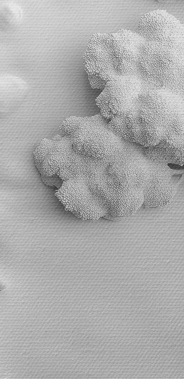 White wall art with a house and tree