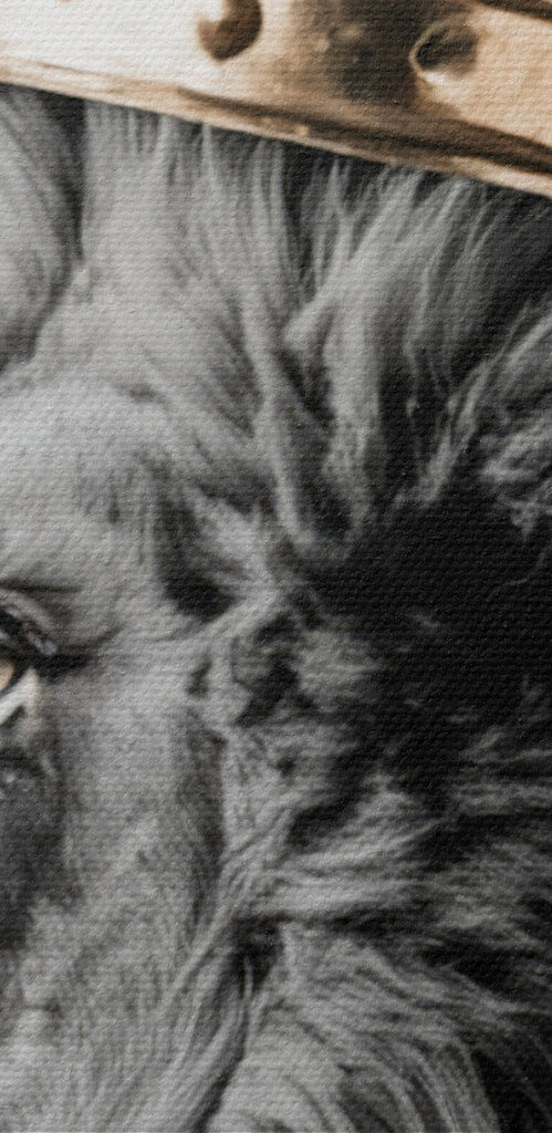 Lion wearing a crown Lion wearing a crown