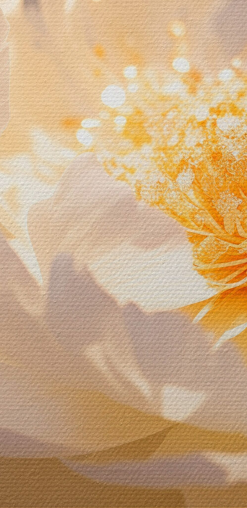 Delicate petals in soft hues