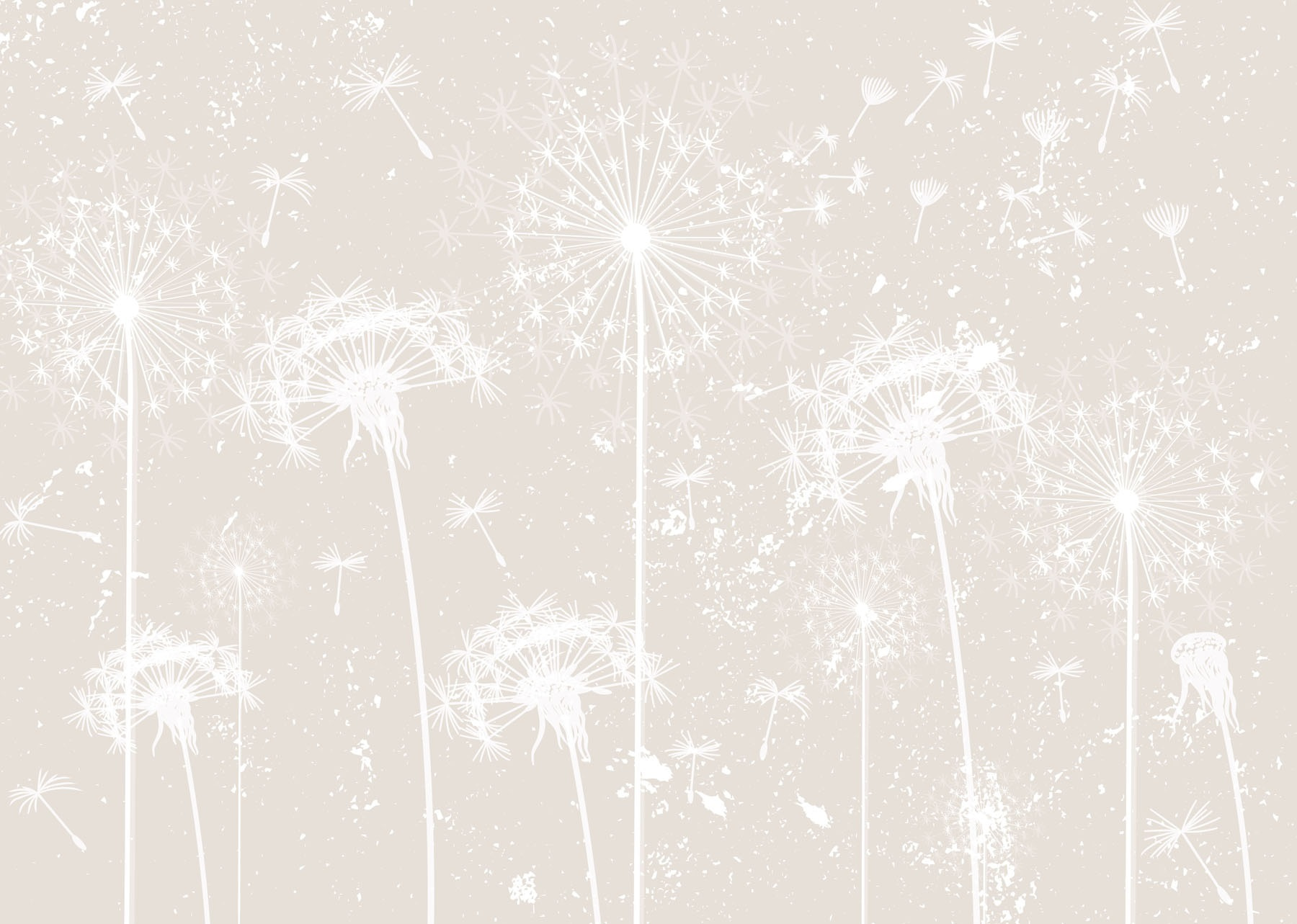 White dandelion flowers