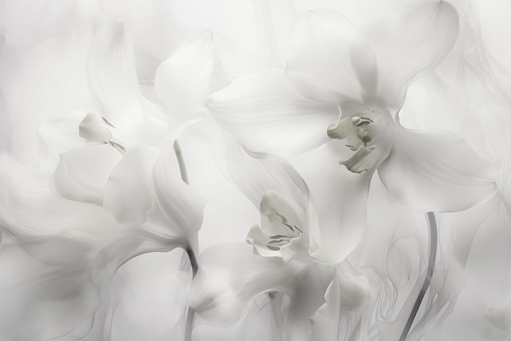 Finom fehér orchideák lágy fényben Finom fehér orchideák lágy fényben
