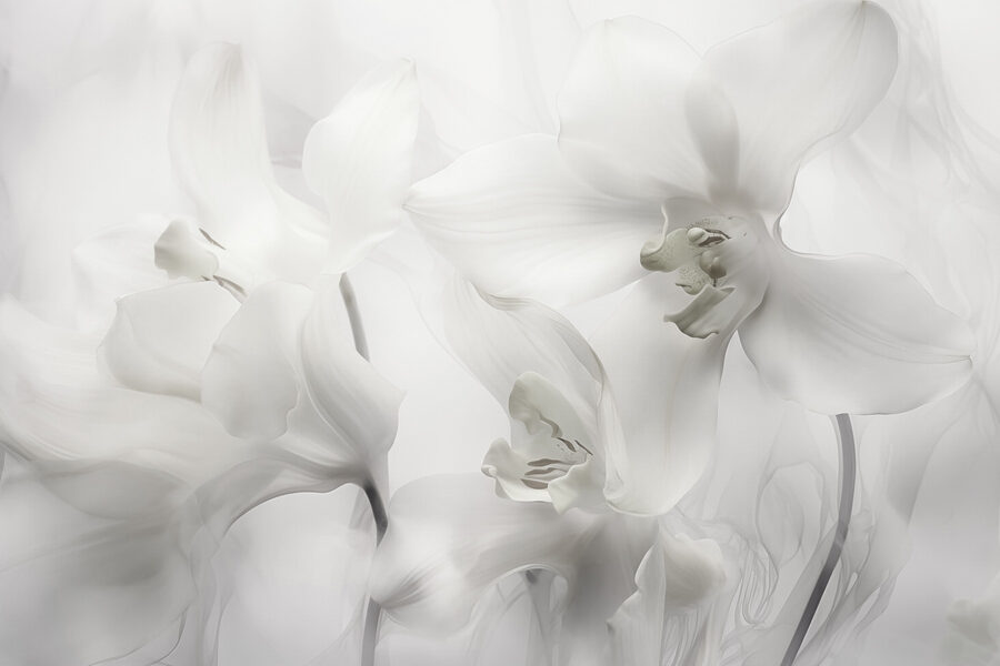 Finom fehér orchideák lágy fényben