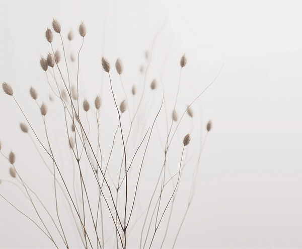 Delicate stems against soft backdrop Delicate stems against soft backdrop