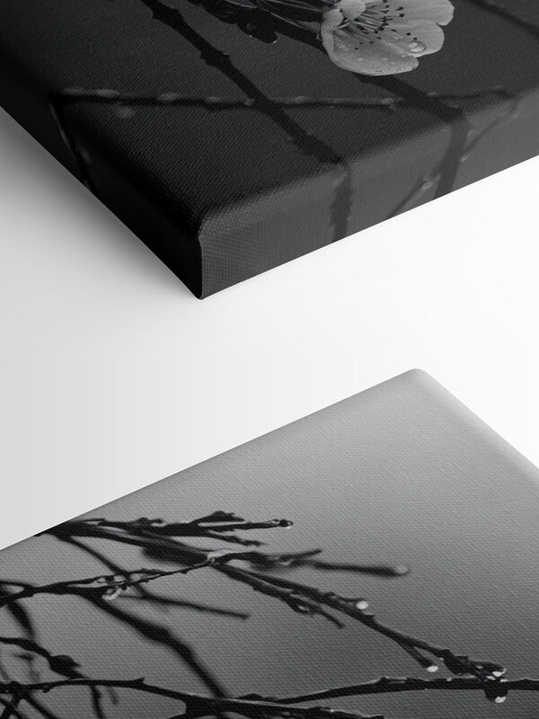 Delicate blooms beneath gentle rain