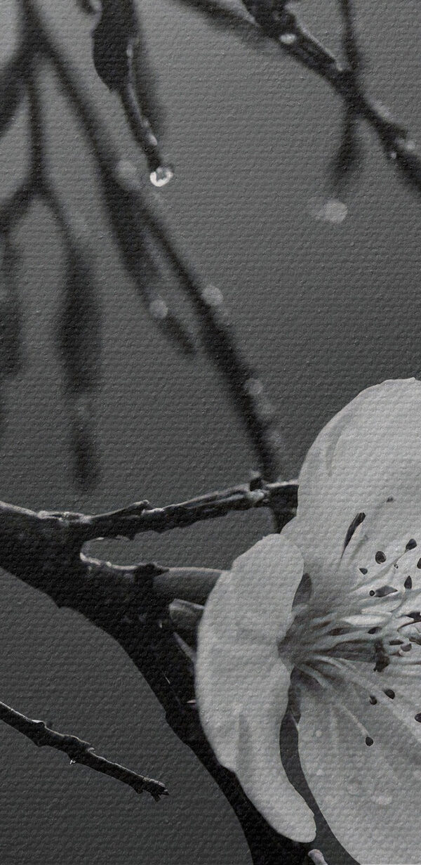 Delicate blooms beneath gentle rain