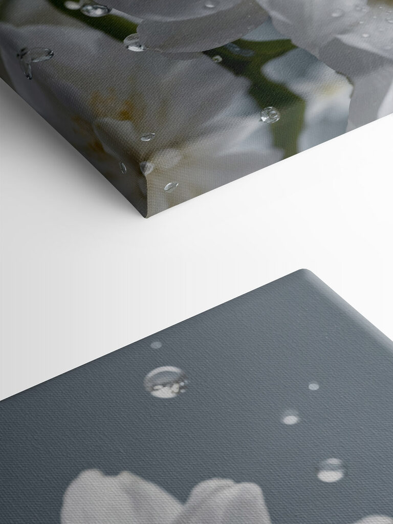 Delicate petals with morning dew