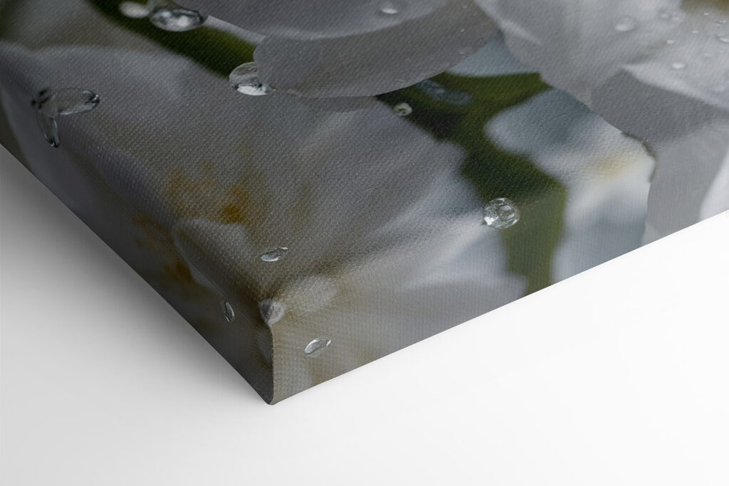 Delicate petals with morning dew