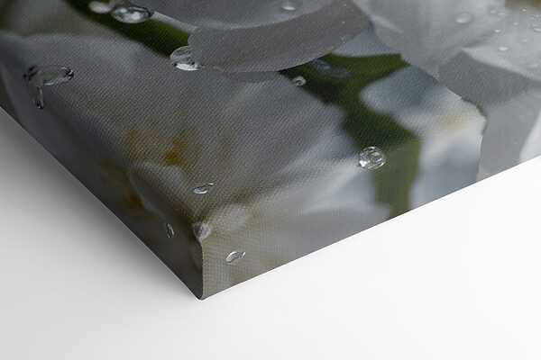 Delicate petals with morning dew