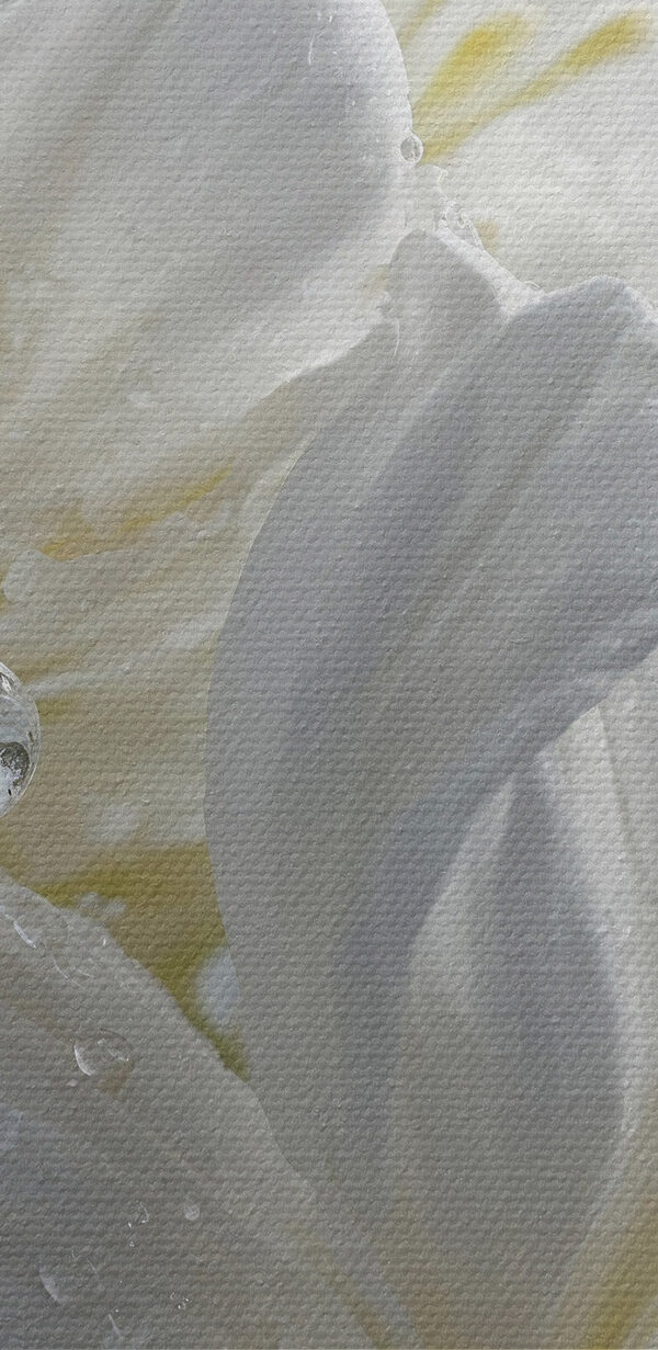 Delicate petals with morning dew