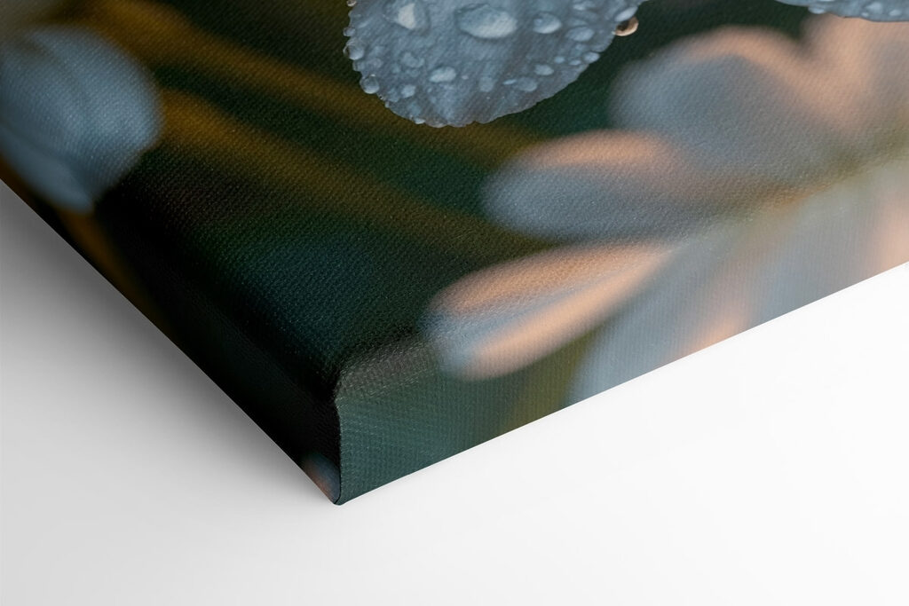 Delicate petals adorned with droplets