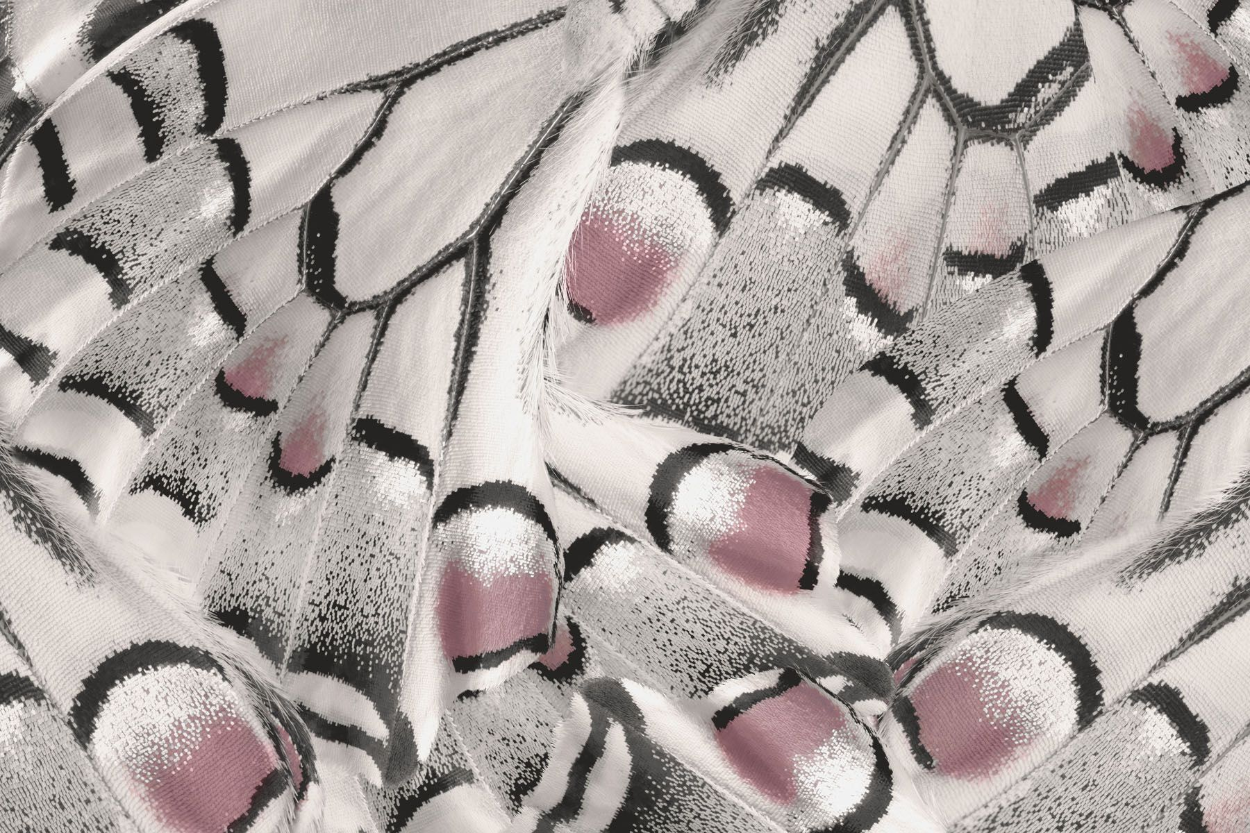 Nature's intricate patterns unfold beautifully Nature's intricate patterns unfold beautifully