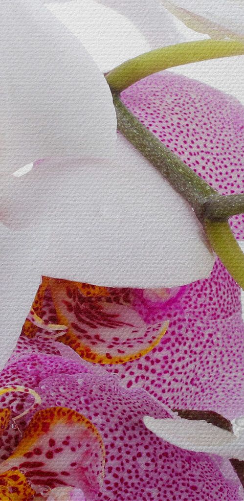 A close up of flowers A close up of flowers