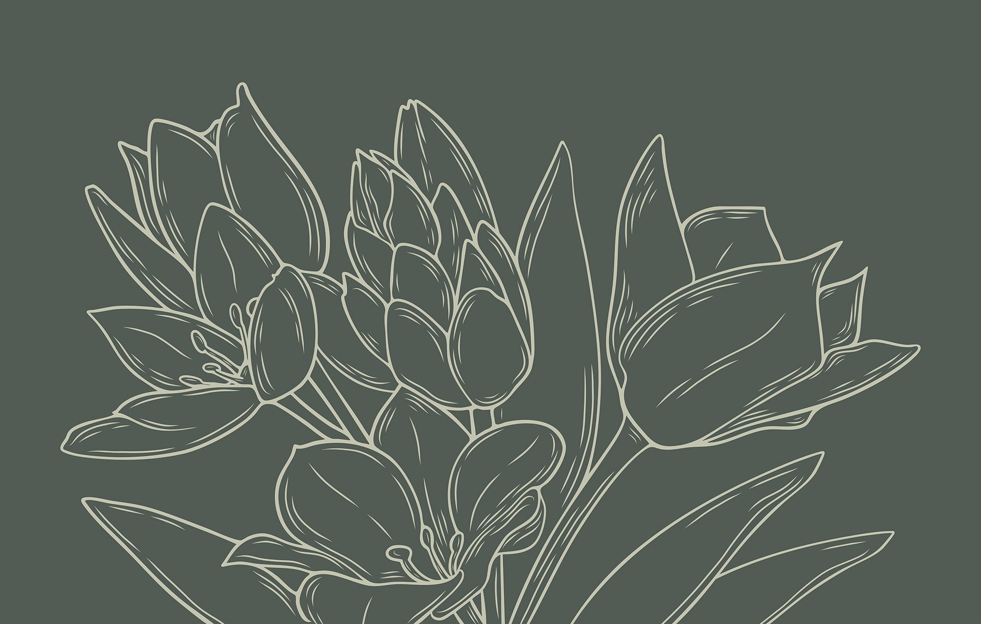 Drawing of flowers on a plant Drawing of flowers on a plant