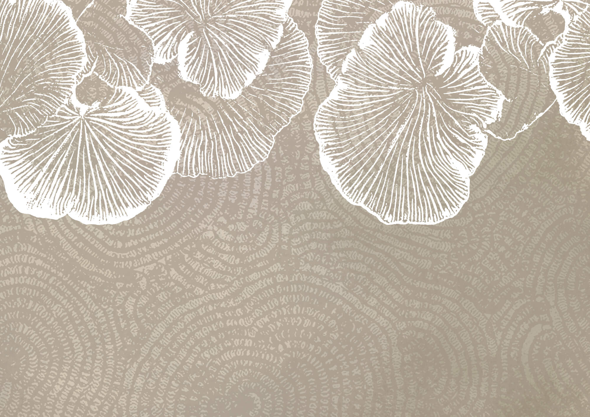 Delicate petals on a soft background Delicate petals on a soft background