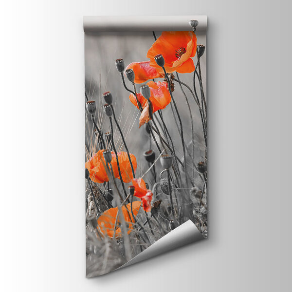 Orange flowers in a field Orange flowers in a field