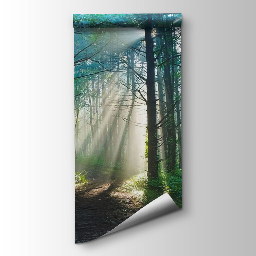 Sun shining through trees in a forest Sun shining through trees in a forest