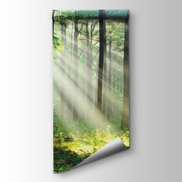 Sunlight shining through trees