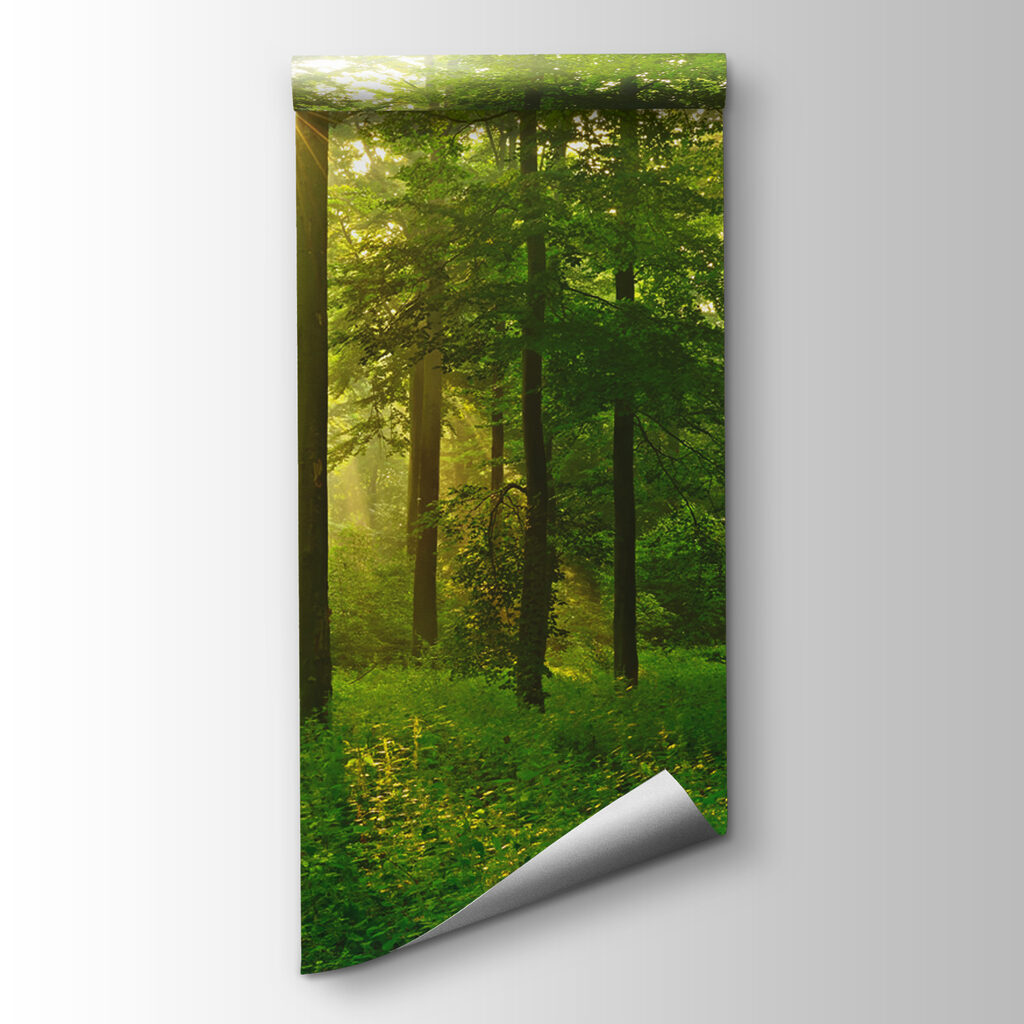 Sun shining through trees Sun shining through trees