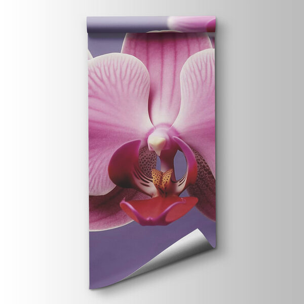 Delicate orchids in soft hues Delicate orchids in soft hues