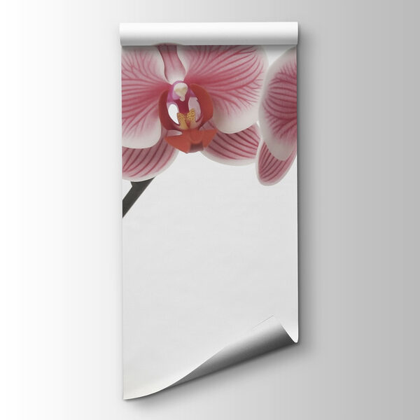 Delicate orchids in gentle bloom Delicate orchids in gentle bloom