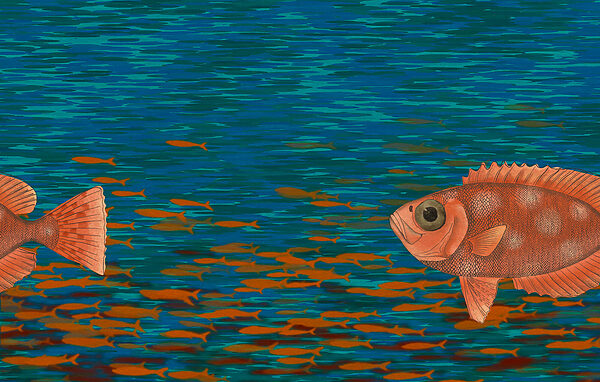 Fish swimming in the water