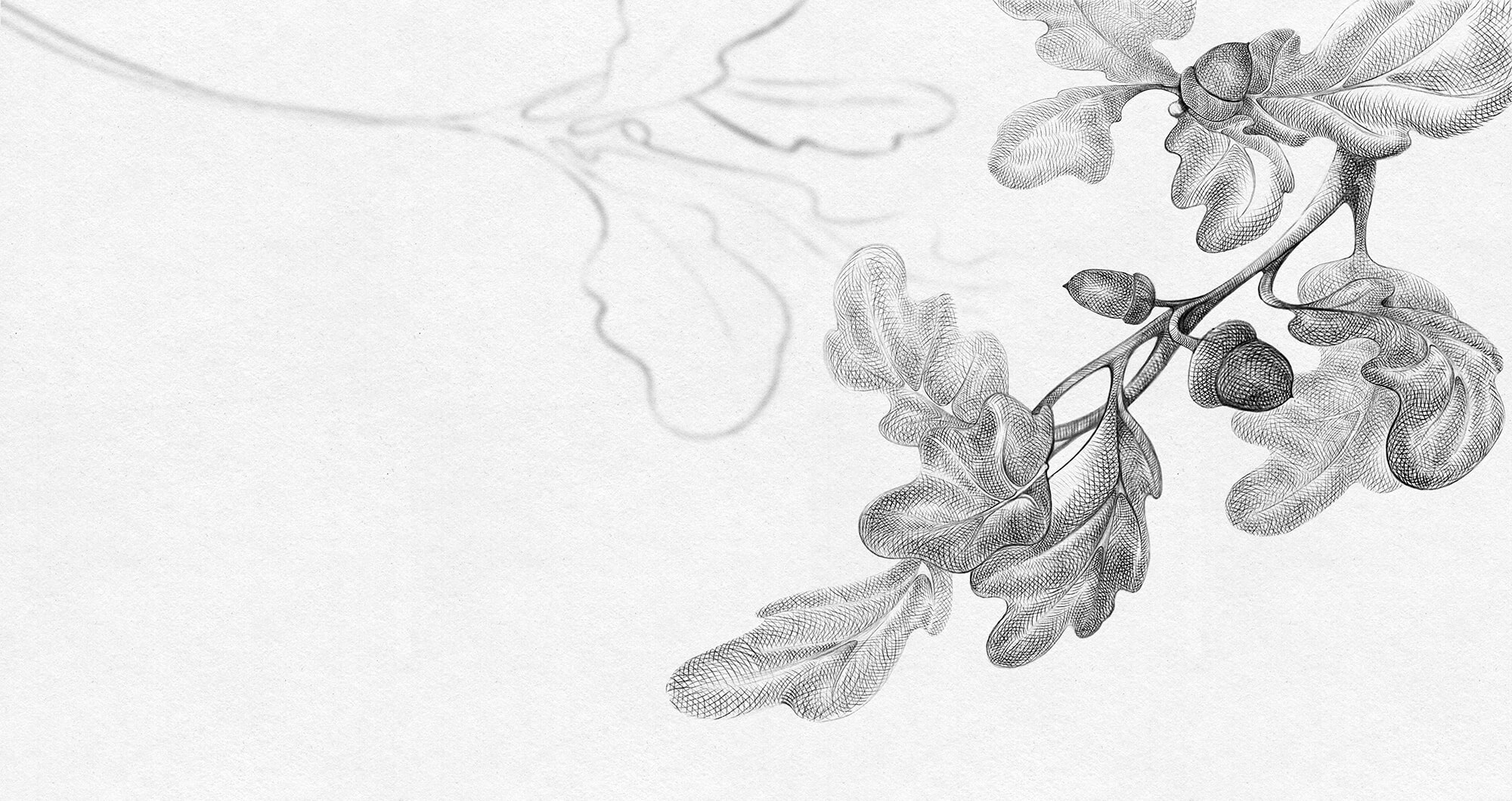 Drawing of a branch with leaves