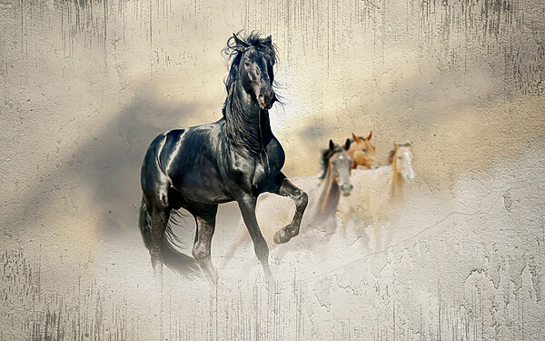 Black horse running in the wind Black horse running in the wind