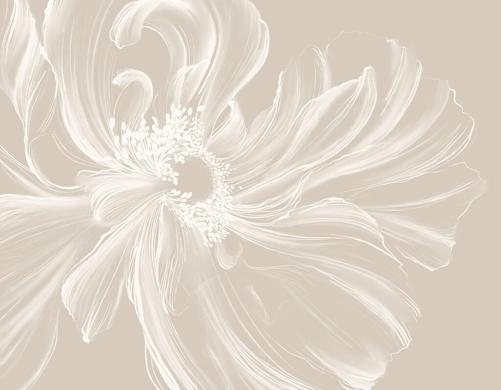 White flower with a swirly center White flower with a swirly center