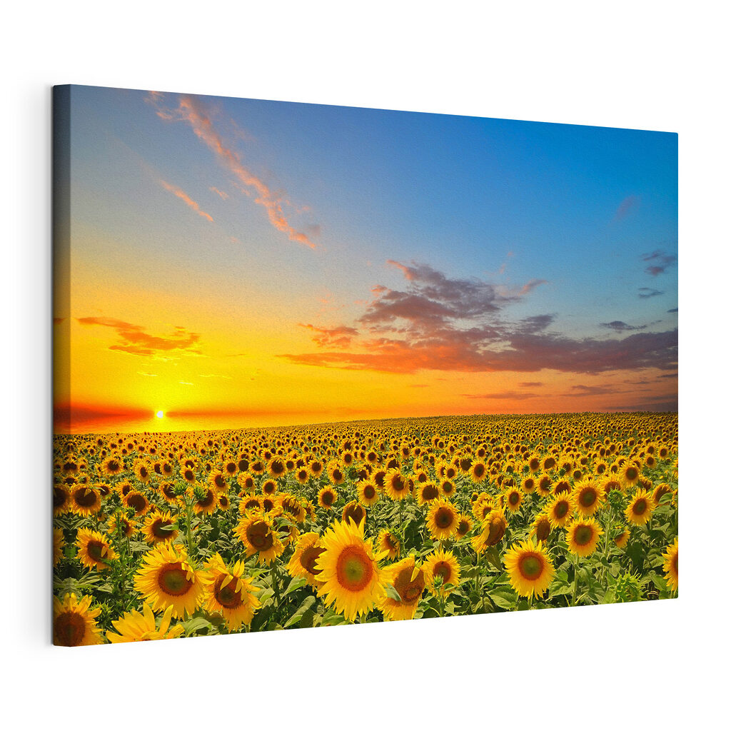 A field of sunflowers at sunset