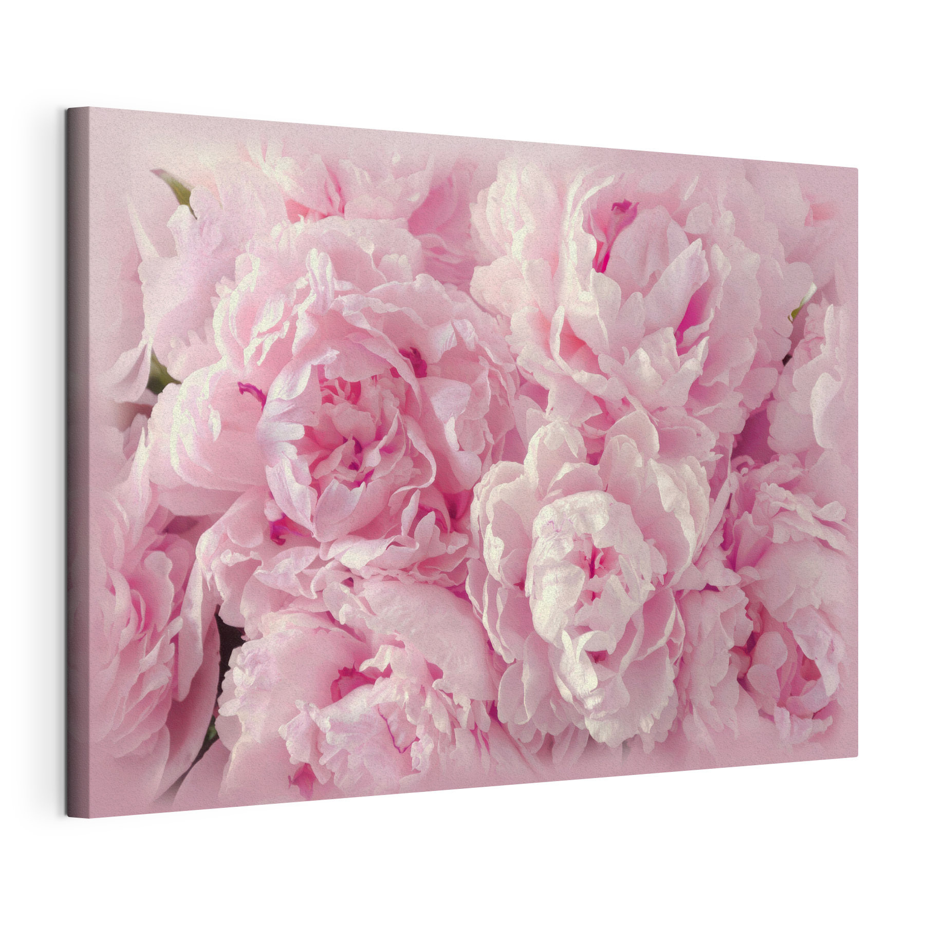 A group of pink flowers