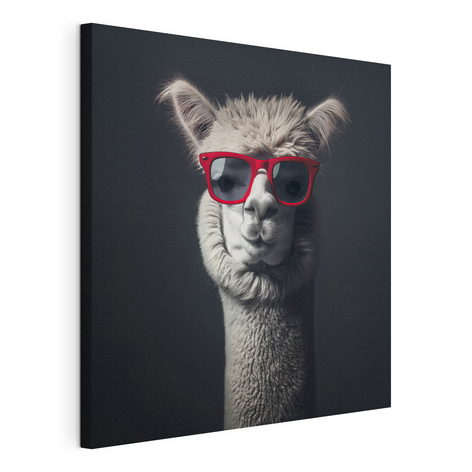 Llama wearing red sunglasses