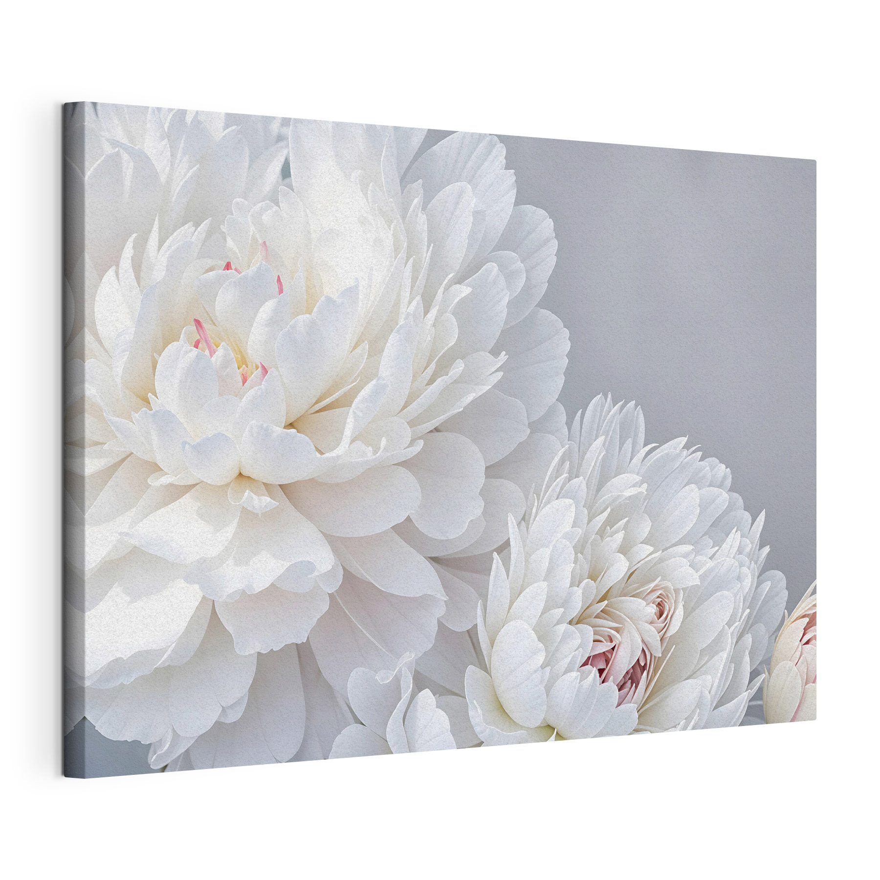 Close up of white flowers