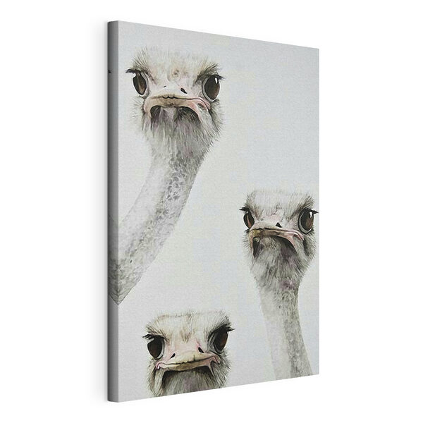 Group of ostriches with their heads up