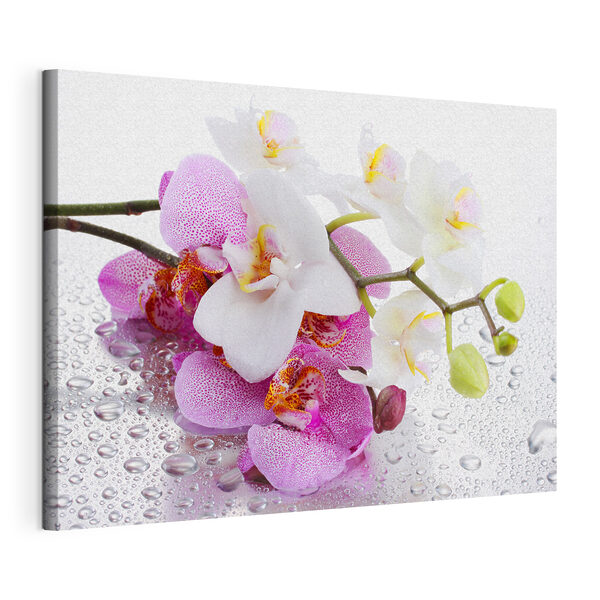 Vászonképek Cseppekbe ágyazott finom orchideák