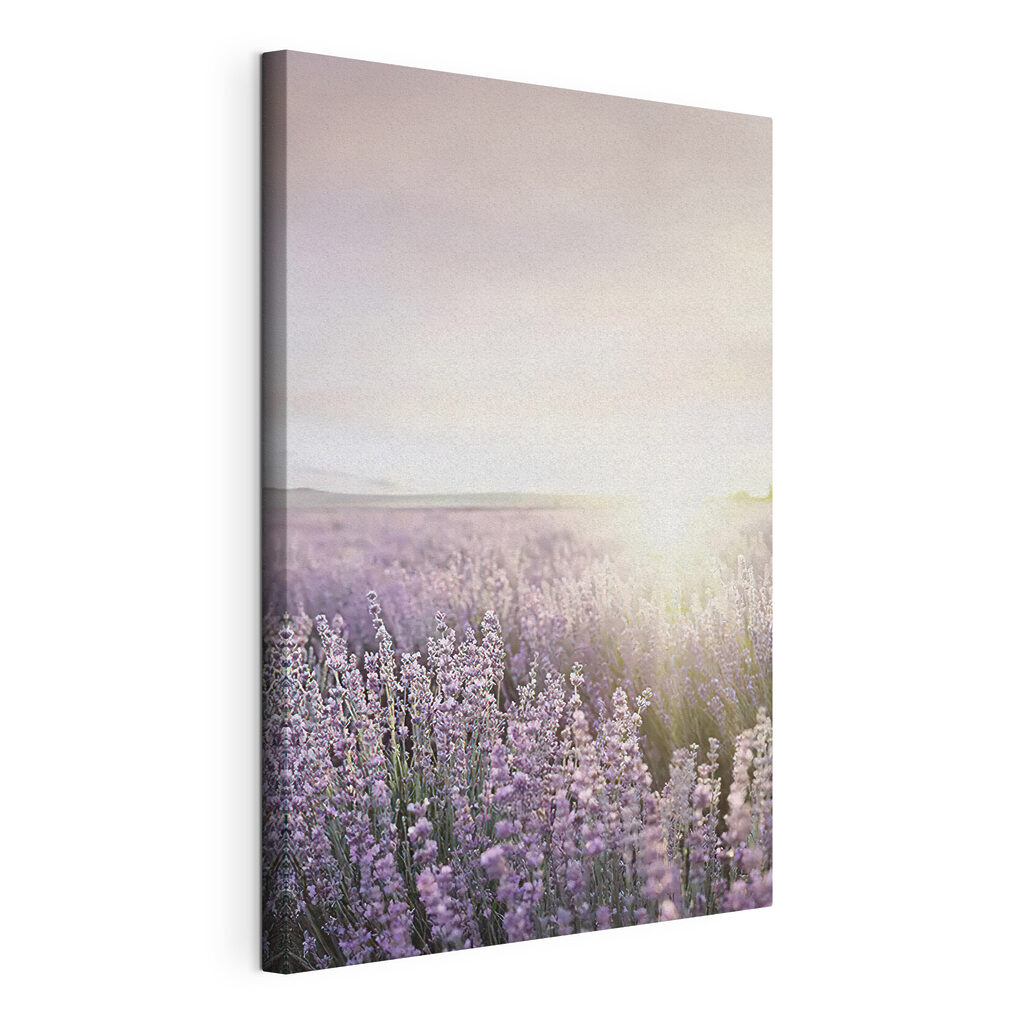 Lavender fields under a soft sunrise Lavender fields under a soft sunrise