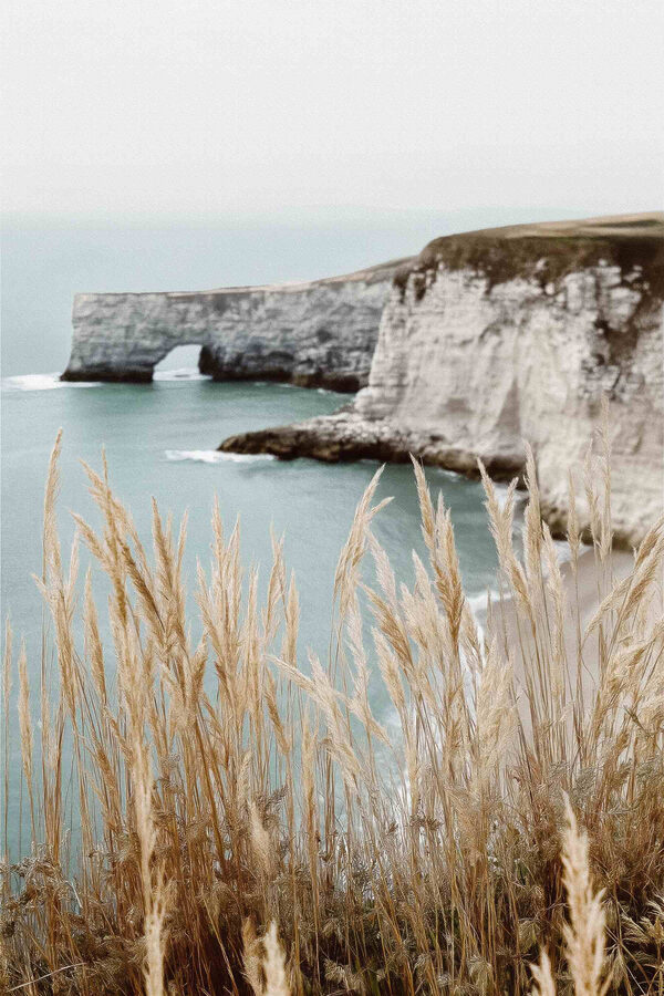 Tall grass next to a body of water Tall grass next to a body of water