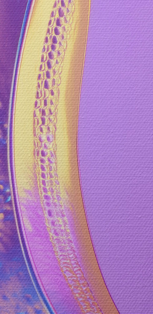 Colorful banana on a purple background Colorful banana on a purple background