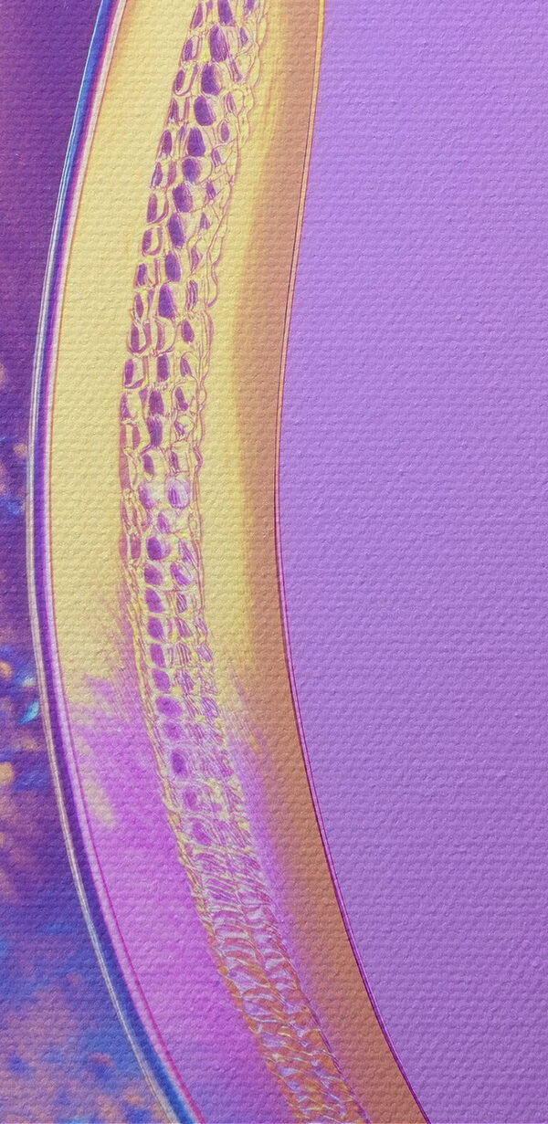 Colorful banana on a purple background Colorful banana on a purple background