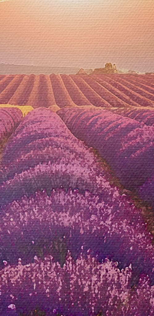 Field of lavender with mountains in the background Field of lavender with mountains in the background