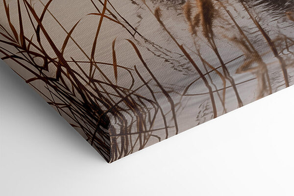 Reeds in the water