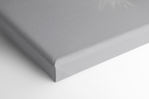 White feather on a white background