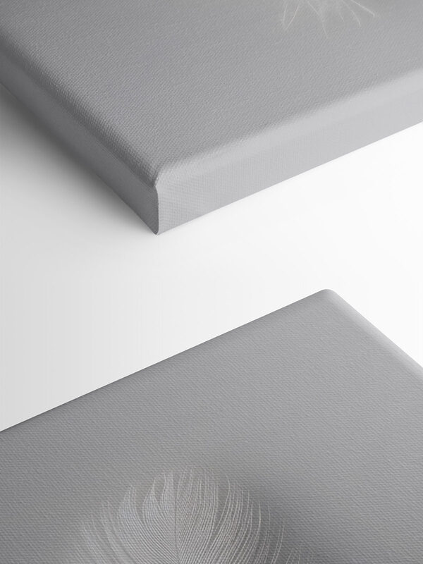 White feather on a white background