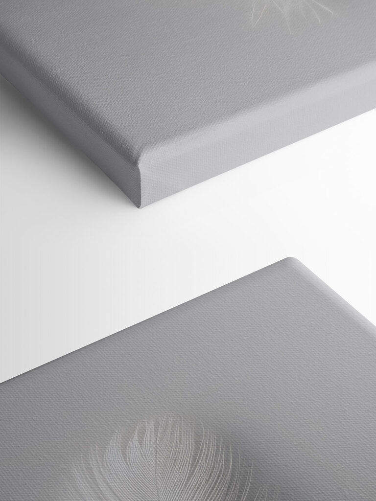 White feather on a white background