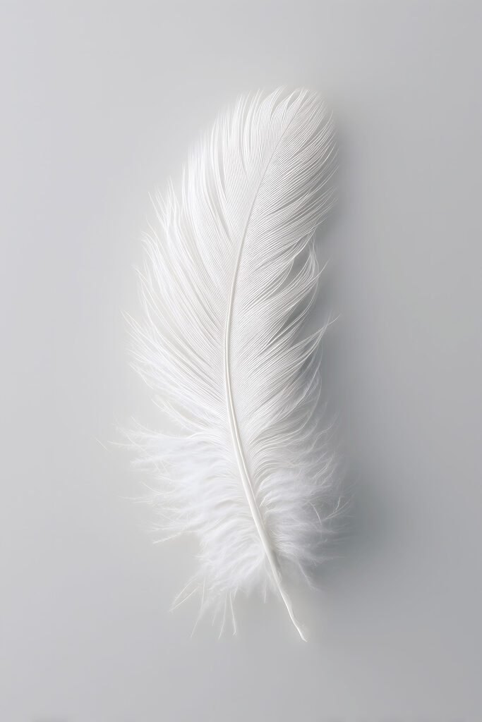 White feather on a white background