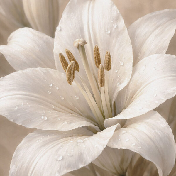 Delicate petals drenched in morning dew Delicate petals drenched in morning dew
